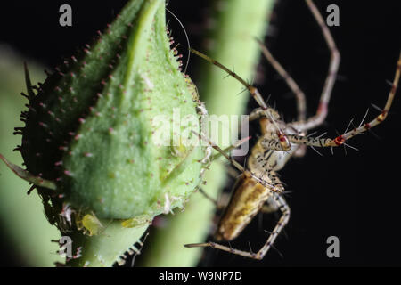 Green lynx spider close-up, ragno su un peduncolo vegetale da un giardino tropicale in Brasile Foto Stock