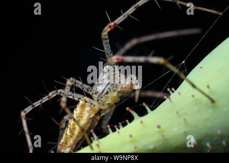 Green lynx spider close-up, ragno su un peduncolo vegetale da un giardino tropicale in Brasile Foto Stock