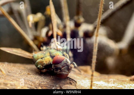 Extreme close-up di Daddy Long legs (harvestman), aracnide dal Brasile (Gonyleptidae) Foto Stock