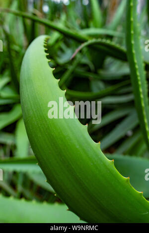 Semplicemente aloe verde dentato per lasciare verticale foto di sfondo Foto Stock