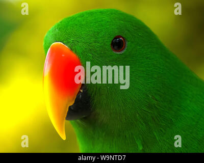 Extreme close up di un maschio pappagallo eclectus Foto Stock