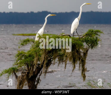 Vantage Point - due ARIONI BIANCHI MAGGIORI arroccato su una solitaria cipresso nel lago Waccamaw, NC durante un nuvoloso pomeriggio. Foto Stock