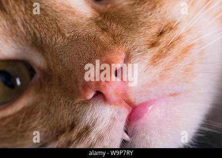 Big Cat red nose close up Foto Stock