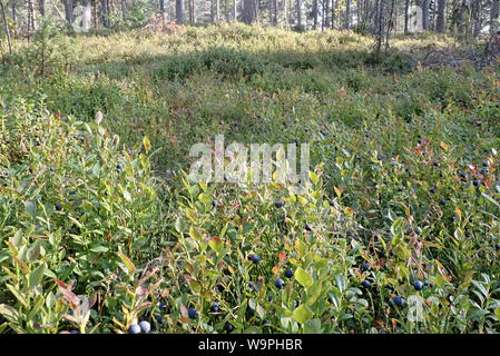 Il finlandese mirtillo bacche tempo di mietitura,Bothnian Bay, a nord Pohjanmaa, isola di Hailuoto, Finlandia Foto Stock