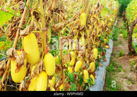 Il vecchio e il Giallo maturo cetriolo in campi di cetriolo. Pronta per il raccolto di semi di cetriolo Plantation Foto Stock