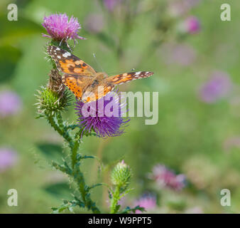 Europea di grande farfalla arancione dipinto lady (Vanessa cardui) bevande nettare da una rosa di fiori di cardo nel prato estivo Foto Stock