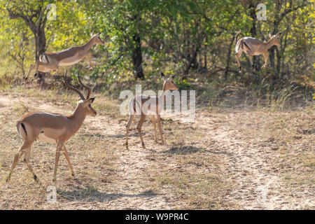 Iniziato Impala sul sentiero Foto Stock