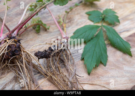 Nelkenwurz-Wurzel, Nelkenwurz-Wurzeln, Wurzel, Wurzel, Wurzeln von Echter su Nelkenwurz, Echte Nelkenwurz, Gemeine Nelkenwurz, Nelkenwurz, Wurzelernte, G Foto Stock