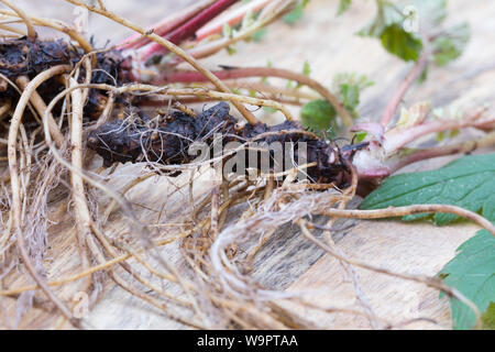 Nelkenwurz-Wurzel, Nelkenwurz-Wurzeln, Wurzel, Wurzel, Wurzeln von Echter su Nelkenwurz, Echte Nelkenwurz, Gemeine Nelkenwurz, Nelkenwurz, Wurzelernte, G Foto Stock