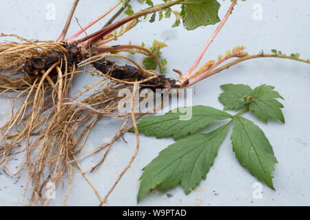 Nelkenwurz-Wurzel, Nelkenwurz-Wurzeln, Wurzel, Wurzel, Wurzeln von Echter su Nelkenwurz, Echte Nelkenwurz, Gemeine Nelkenwurz, Nelkenwurz, Wurzelernte, G Foto Stock