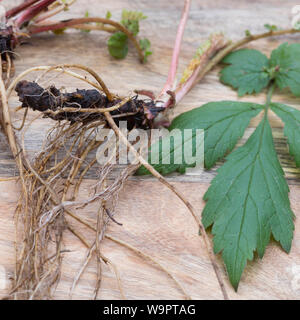 Nelkenwurz-Wurzel, Nelkenwurz-Wurzeln, Wurzel, Wurzel, Wurzeln von Echter su Nelkenwurz, Echte Nelkenwurz, Gemeine Nelkenwurz, Nelkenwurz, Wurzelernte, G Foto Stock