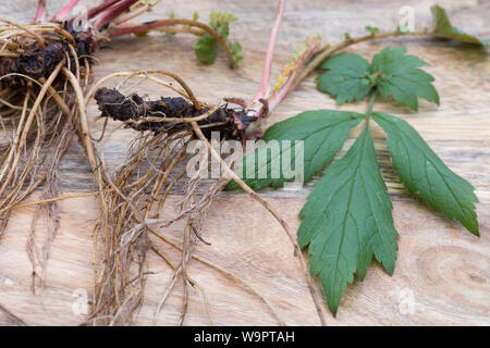 Nelkenwurz-Wurzel, Nelkenwurz-Wurzeln, Wurzel, Wurzel, Wurzeln von Echter su Nelkenwurz, Echte Nelkenwurz, Gemeine Nelkenwurz, Nelkenwurz, Wurzelernte, G Foto Stock