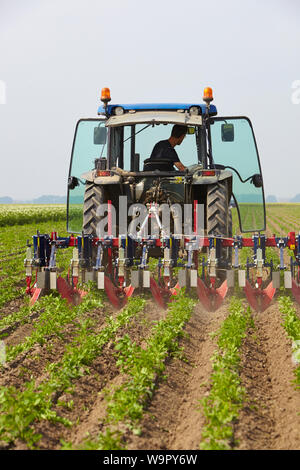 Agricoltore la guida del trattore usando un erpice per rendere liscia la superficie del suolo tra i filari di piante di cicoria Foto Stock