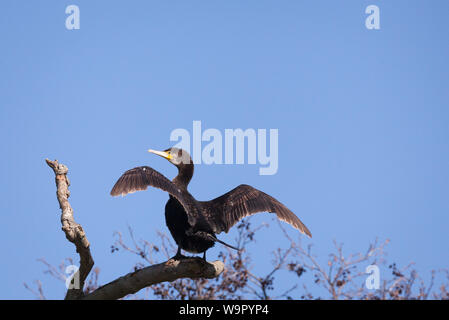 Grande Cormorant sedette su un ramo che asciugava le ali sul fiume Tamigi Lettura. Foto Stock