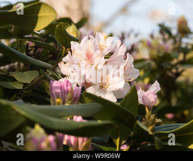 White rododendri con il giallo oro spotted marcature. Foto Stock