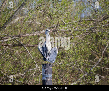 Gray Heron sedette sul posto sul fiume Tamigi Reading. Foto Stock