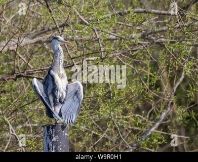 Gray Heron sedette sul posto sul fiume Tamigi Reading. Foto Stock