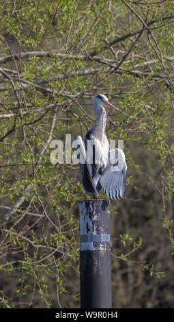 Gray Heron sedette sul posto sul fiume Tamigi Reading. Foto Stock