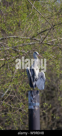 Gray Heron sedette sul posto sul fiume Tamigi Reading. Foto Stock