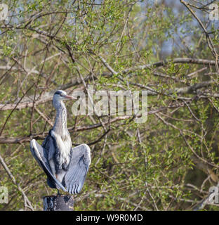 Gray Heron sedette sul posto sul fiume Tamigi Reading. Foto Stock