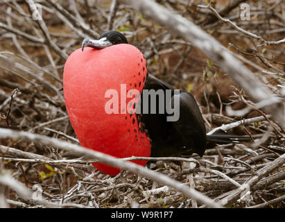 Frigatebird maschio in piena Plummage sulle isole Galapagos. Foto Stock