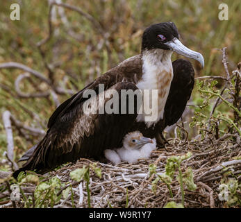 Femmina Frigatebird seduta sul nido con ceci su isole Galapagos. Foto Stock