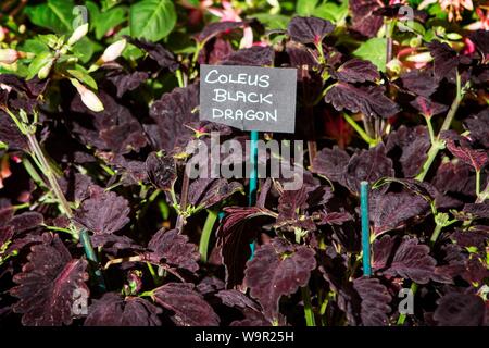 Coleus black dragon houseplant piante vegetali giardini giardino giardinaggio Foto Stock