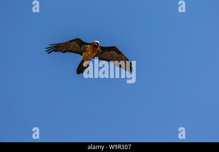 Lamergeier battenti contro il cielo blu Foto Stock