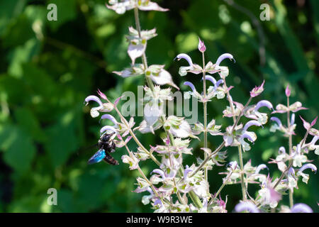 Un nero wasp raccoglie il nettare da piante in fiore. Polveri di insetti fiori. Wasp girato in volo. Foto Stock