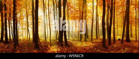 Panorama, inondato di luce ad alta foresta con faggi (Fagus) in autunno, il sole splende attraverso la nebbia di mattina, Ziegelrodaer Forst, Sassonia-Anhalt, Germania Foto Stock