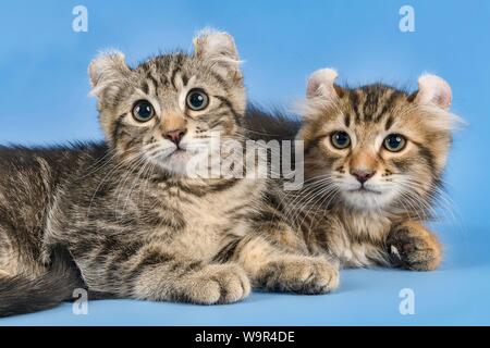 Due breedscats American Curl (Felis silvestris catus), nero tabby spotted, animale ritratto, dieci settimane, Austria Foto Stock