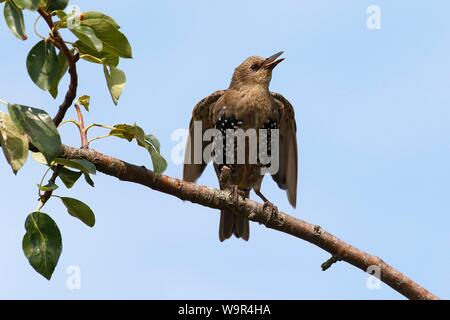 Unione Starling (Sturnus vulgaris), giovane bird si siede a cantare in Pear Tree, isola di Usedom, Meclemburgo-Pomerania, Germania Foto Stock