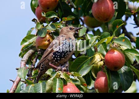 Unione Starling (Sturnus vulgaris), giovane bird si siede a cantare in Pear Tree, isola di Usedom, Meclemburgo-Pomerania, Germania Foto Stock