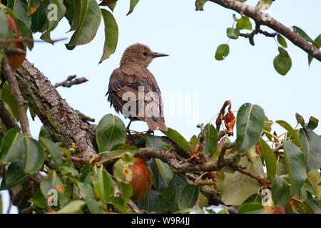 Unione Starling (Sturnus vulgaris), giovane bird si siede in Pear Tree, isola di Usedom, Meclemburgo-Pomerania, Germania Foto Stock