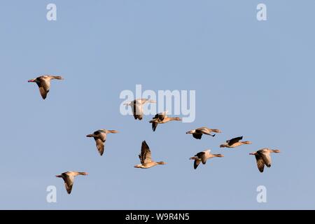 Graylag oche (Anser anser), gli uccelli in volo, Texel, West Isole Frisone, provincia Olanda Settentrionale, Olanda, Paesi Bassi Foto Stock