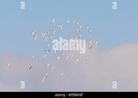Nero-tailed godwits (Limosa limosa), gli uccelli in volo, Texel, West Isole Frisone, provincia Olanda Settentrionale, Olanda, Paesi Bassi Foto Stock