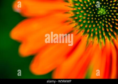 Rosso (coneflower Echinacea), stato seminale con petali, dettaglio del fiore, Baviera, Germania Foto Stock