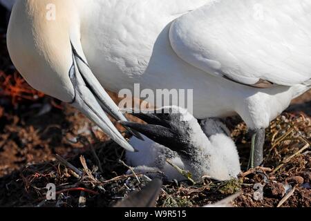 Northern gannet (Sula bassana) alimenta i pulcini nel nido, Helgoland, Schleswig-Holstein, Germania Foto Stock