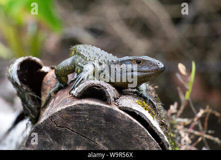 Caimano settentrionale lizard preso nella giungla Amazzonica Foto Stock