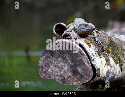 Caimano settentrionale lizard preso nella giungla Amazzonica Foto Stock