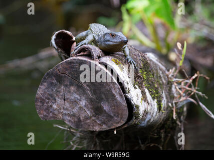 Caimano settentrionale lizard preso nella giungla Amazzonica Foto Stock