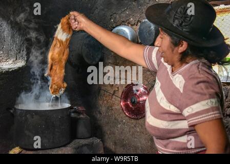 Donna locale azienda Cuy, giant cavia sulla pentola di acqua bollente per la depilazione, la preparazione per la preparazione al tradizionale piatto Cuy, Cusco, Perù Foto Stock