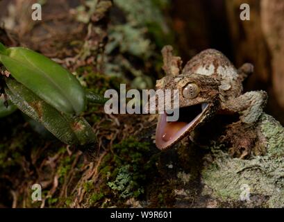 Flat-tailed gecko (Uroplatus sikorea) con bocca aperta, Andasibe National Park, ad est del Madagascar, Madagascar Foto Stock