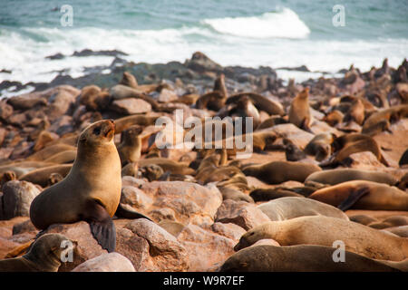 La nana in pelliccia sigillo, Cape Cross Riserva di tenuta, Namibia, Africa (Arctocephalus pusillus pusillus) Foto Stock