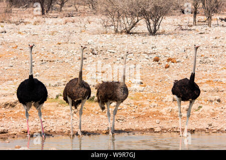 Comune, struzzo Etosha-Nationalpark, Namibia, Africa (Struthio camelus) Foto Stock