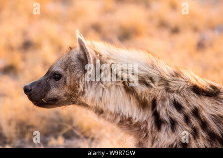 Spotted Hyaena, Etosha Nationalpark, Namibia, Africa (Crocuta crocuta) Foto Stock