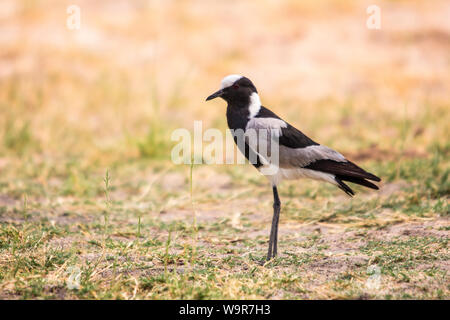 Fabbro pavoncella, Etosha Nationalpark, Namibia, Africa (Vanellus armatus) Foto Stock