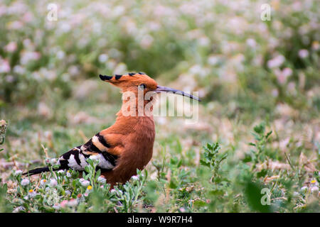 African upupa, Namibia, Africa (Upupa epops) Foto Stock