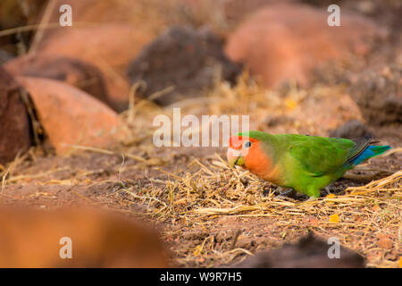 Roseo-di fronte Lovebird, Namibia, Africa (Agapornis roseicollis) Foto Stock