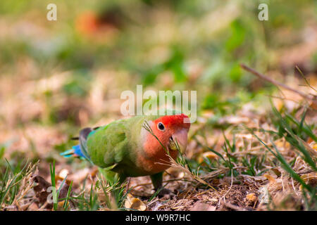 Roseo-di fronte Lovebird, Namibia, Africa (Agapornis roseicollis) Foto Stock